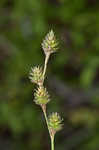 Fescue sedge